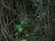 ' Asides ' series