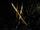 ' Asides ' series