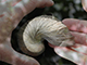 THE GRYPHAEA PROJECT
