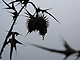 'Loose Connections' series