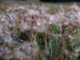 Loose Connections Series