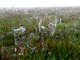 ' Loose Connections ' Series